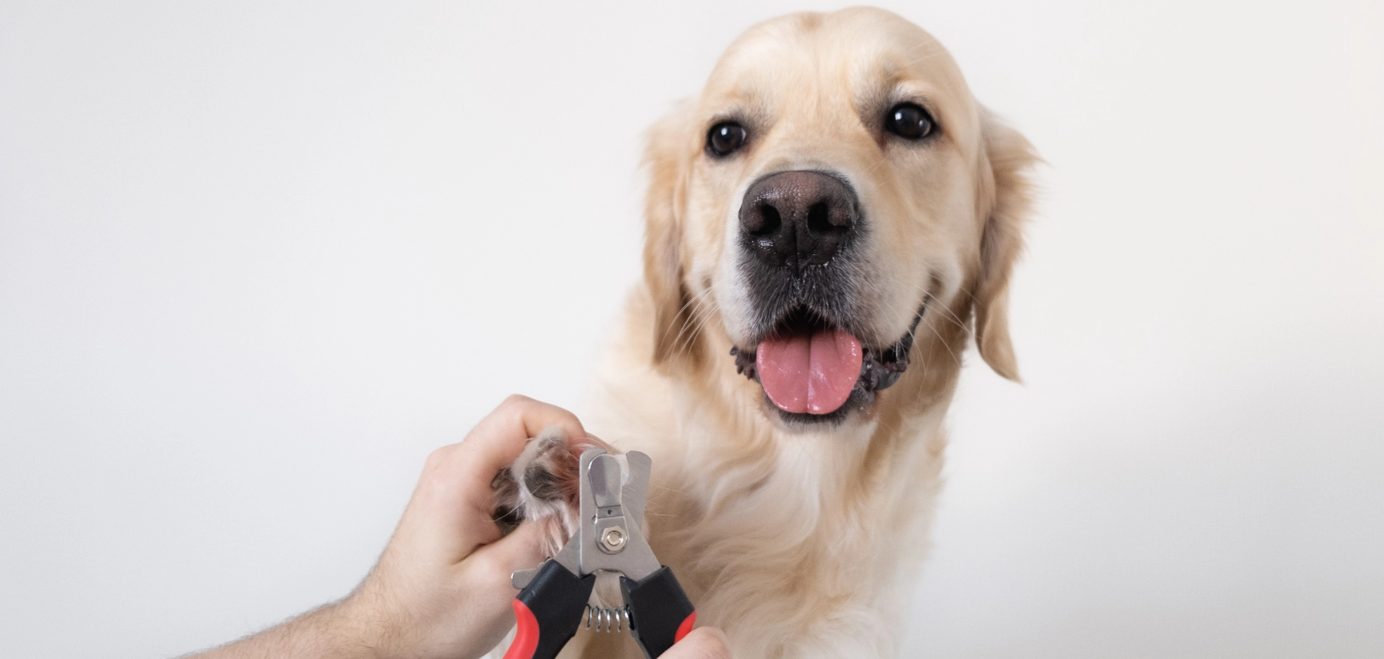Image Gallery tec-nut.com for Dorking Pet Grooming -  Pet grooming, Free website template, Website Builder, Free Website,  Pet spa services, New Company, Simple Website, No Coding Website, Free Website, Tec-Nut.com Websites,  Pet haircuts,  Dog grooming services